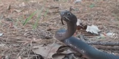Columbia snake